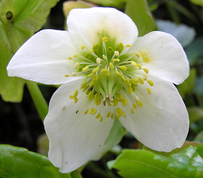 Schwarze Nieswurz, Helleborus niger